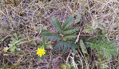 Potentilla conferta
