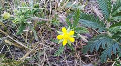 Potentilla conferta