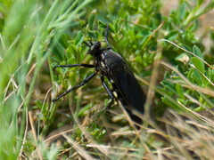 Dasypogonini