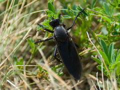 Dasypogonini