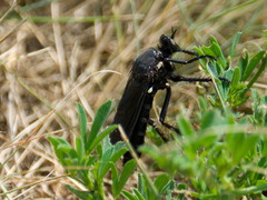 Dasypogonini
