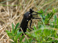 Dasypogonini