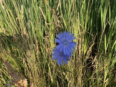 Cichorium intybus