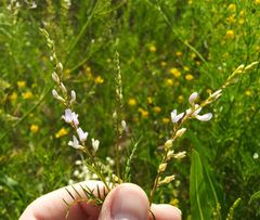 Astragalus sulcatus