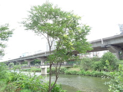 Salix chaenomeloides