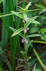 Scutellaria yezoensis