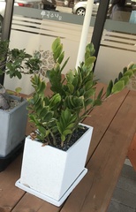 Zamioculcas