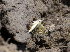 Muschampia