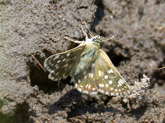 Muschampia