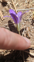 Brodiaea terrestris kernensis