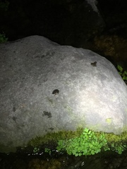 Glandirana emeljanovi