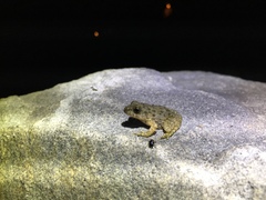 Glandirana emeljanovi