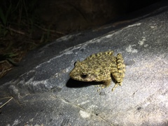 Glandirana emeljanovi