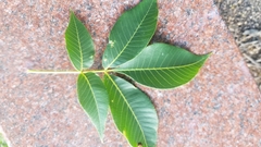 Carya glabra