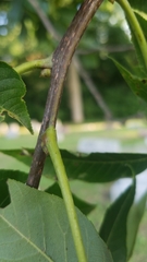 Carya glabra