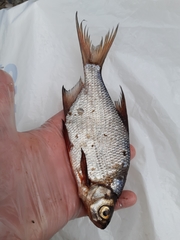 Blicca bjoerkna