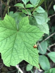 Aspidimorpha furcata