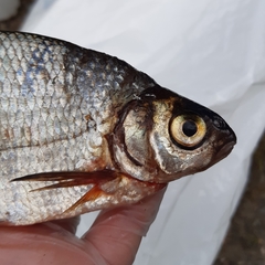 Blicca bjoerkna