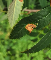 Stigmella sorbi