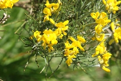 Genista radiata