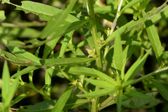 Ludwigia polycarpa