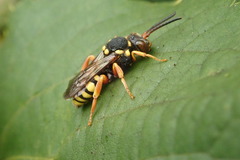 Nomada flavopicta