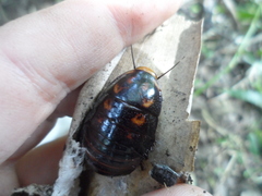 Lucihormetica verrucosa