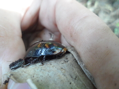 Lucihormetica verrucosa