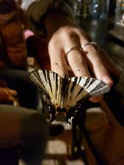 Iphiclides podalirius