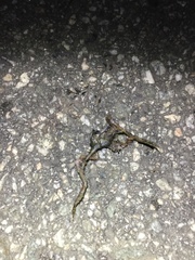 Glandirana emeljanovi