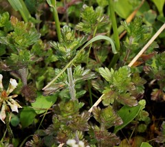 Euphrasia maximowiczii