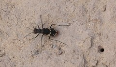 Cicindela schauppii