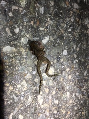 Glandirana emeljanovi