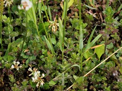 Euphrasia maximowiczii