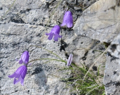 Campanula carnica