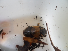 Lucihormetica verrucosa