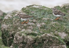 Arenaria interpres