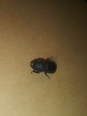 Dorcus parallelipipedus