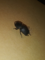 Dorcus parallelipipedus