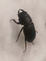 Dorcus parallelipipedus