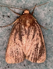 Amphipyra glabella