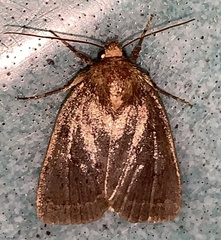 Amphipyra glabella