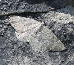 Charissa glaucinaria