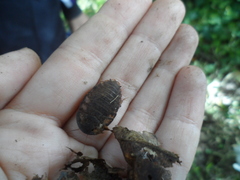 Blaberinae