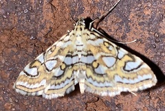 Elophila ekthlipsis