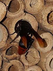 Rhynchium haemorrhoidale