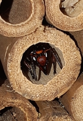 Rhynchium haemorrhoidale