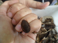 Blaberinae