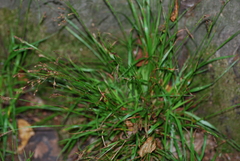 Luzula forsteri