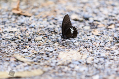 Papilio castor formosanus